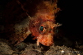   Lightening strike lion fish poses close Seraya Secrets Bali  